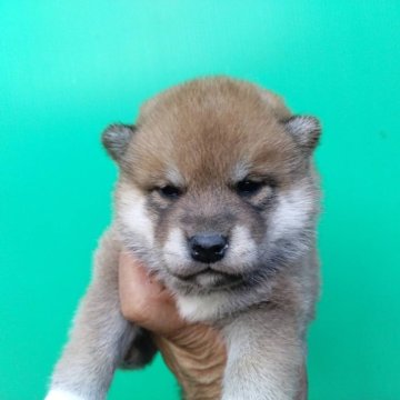 柴犬(標準サイズ)【三重県・女の子・2024年8月15日・赤】の写真「可愛い柴犬！」