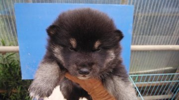 柴犬(標準サイズ)【三重県・男の子・2022年3月27日・黒色】の写真「黒色の柴犬」