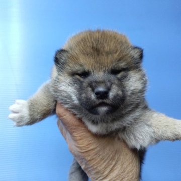 柴犬(標準サイズ)【三重県・男の子・2024年6月20日・赤】の写真「柴犬の男の子！」