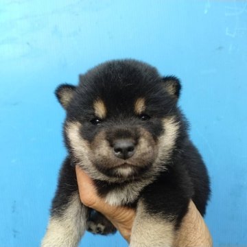 柴犬(標準サイズ)【三重県・男の子・2024年9月20日・黒】の写真「可愛い黒柴❤︎」