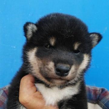 柴犬(標準サイズ)【三重県・男の子・2022年7月1日・黒色】の写真「元気な黒柴‼︎」