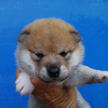 柴犬(標準サイズ)【三重県・男の子・2022年7月15日・赤色】の写真「柴犬の男の子！」