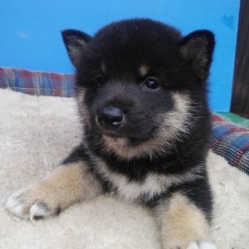 柴犬(標準サイズ)【三重県・男の子・2022年7月6日・黒色】の写真「可愛い黒柴！」