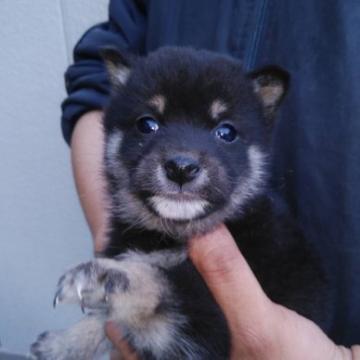 柴犬(豆柴)【三重県・男の子・2022年9月3日・黒色】の写真「黒色の豆柴」