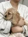 アメリカンコッカースパニエル【茨城県・女の子・2024年12月24日・バフ】の写真4