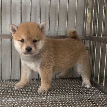 柴犬(豆柴)【茨城県・男の子・2023年8月5日・赤】の写真「タヌキ₍ᐢ⓿ᴥ⓿ᐢ₎顔 ハンサムな子」