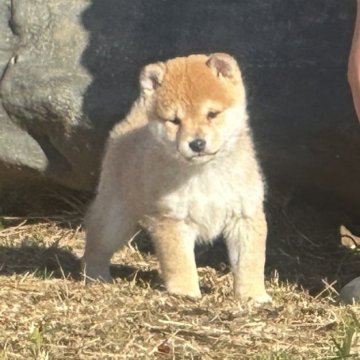 柴犬(豆柴)【茨城県・男の子・2023年11月5日・赤】の写真「💎バランス良くハンサムな男の子💎見学際両親とも会え」