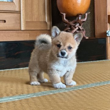 ミックス(柴犬×コーギー)豆コーギー 豆柴コーギー【茨城県・男の子・2024年6月19日・赤】の写真「元気な男の子　パパ豆柴　ママコーギー」