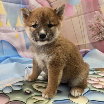 柴犬(豆柴)【秋田県・女の子・2024年7月7日・赤】の写真「困り顔」