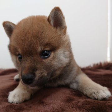 柴犬(豆柴)【秋田県・男の子・2024年6月10日・赤】の写真「ムチムチコロコロ」