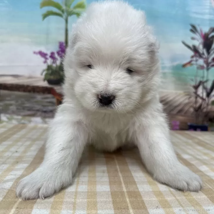 Smile 様のお迎えした子犬