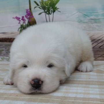 グレートピレニーズ【千葉県・男の子・2023年6月15日・ホワイト】の写真「大型犬のグレートピレニーズです♪」