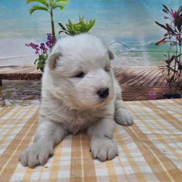 サモエド【千葉県・男の子・2023年11月23日・ホワイト】の写真「ふわふわの大型犬です♪」