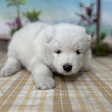 サモエド【千葉県・男の子・2024年9月5日・ホワイト】の写真「もこもこの大型犬♪」