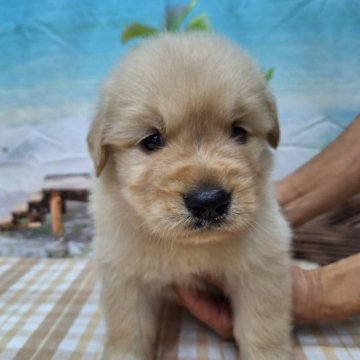 ゴールデンレトリバー【千葉県・女の子・2023年8月11日・ゴールデン】の写真「小ぶりなゴールデンちゃんです♪」