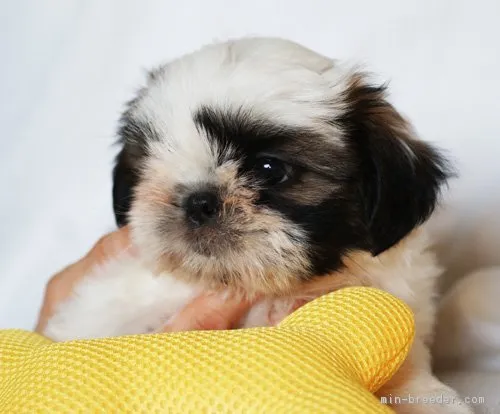 シーズークゥー 様のお迎えした子犬