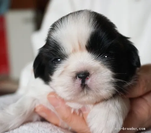 まるまろん 様のお迎えした子犬