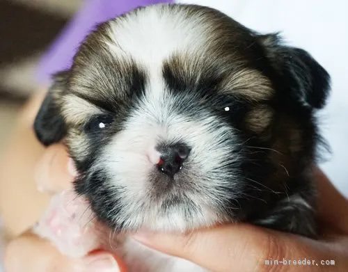 K 様のお迎えした子犬