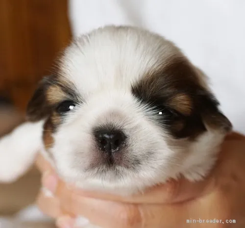 N.A 様のお迎えした子犬