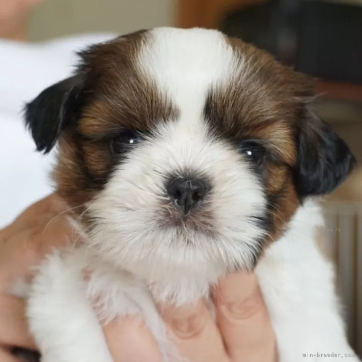 チャロ 様のお迎えした子犬