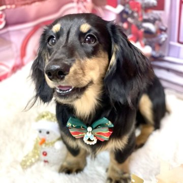 ミニチュアダックスフンドの子犬を探す｜ブリーダー直販の子犬販売【みんなのブリーダー】