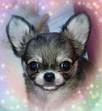 チワワ(ロング)【秋田県・男の子・2020年6月3日・フォーンまたはフォーンセーブル】の写真「ちび王子(๑ơ ₃ ơ)PRAクリア♪」
