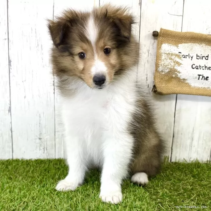 Y.K 様のお迎えした子犬