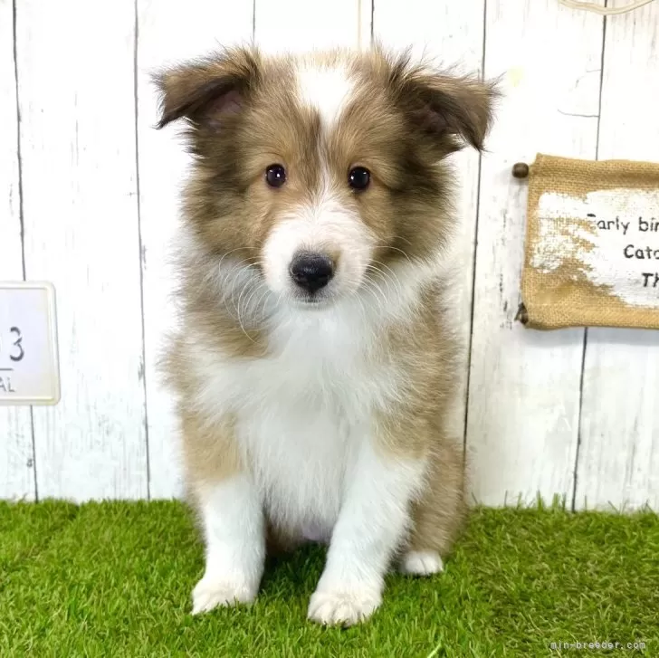 E.Y 様のお迎えした子犬