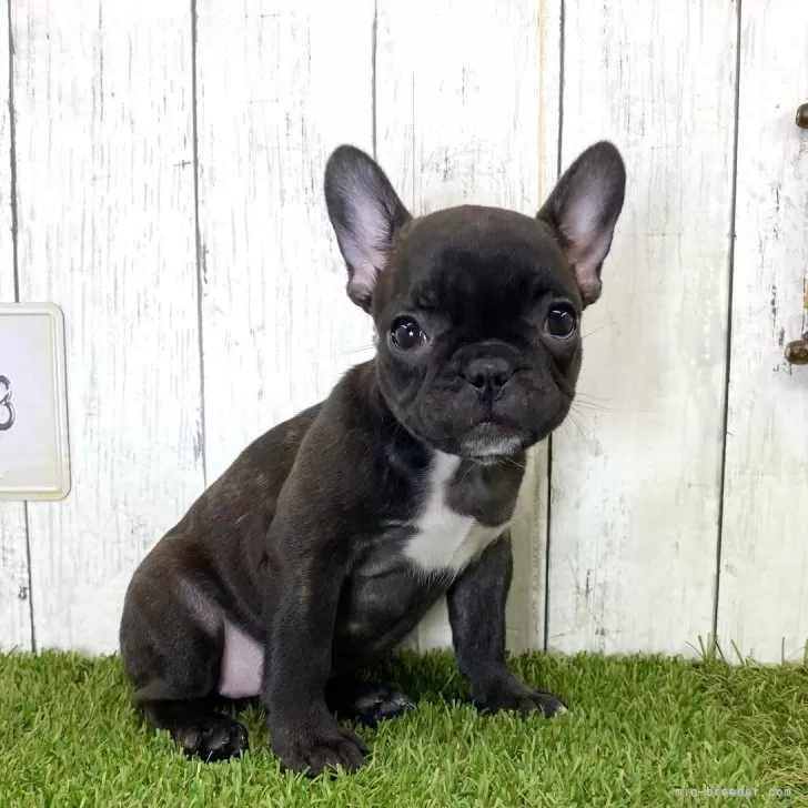 トモさん 様のお迎えした子犬