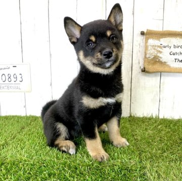 柴犬(豆柴)【奈良県・女の子・2023年12月2日・黒】の写真「両親豆柴認定犬☆両親温厚です♫」