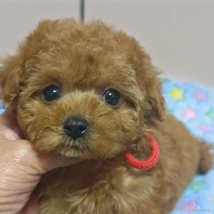 u. 様のお迎えした子犬