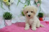 パパ・・トイプードル ママ・・ビションフリーゼ【鹿児島県・男の子・2018年5月24日・ホワイトに近いクリーム】の写真3
