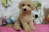 パパ・・トイプードル ママ・・ビションフリーゼ【鹿児島県・男の子・2018年5月24日・アプリコット】の写真4「☆9月１日撮影」