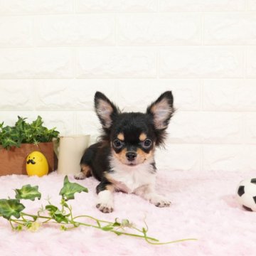 チワワ(ロング)【愛知県・女の子・2023年12月26日・ブラックタンホワイト】の写真「小さめかわいいお顔の女の子です(^-^)」