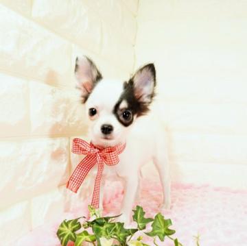 チワワ(ロング)【愛知県・女の子・2022年5月7日・ホワイトブラック】の写真「小さめの可愛い女の子です(^-^)」