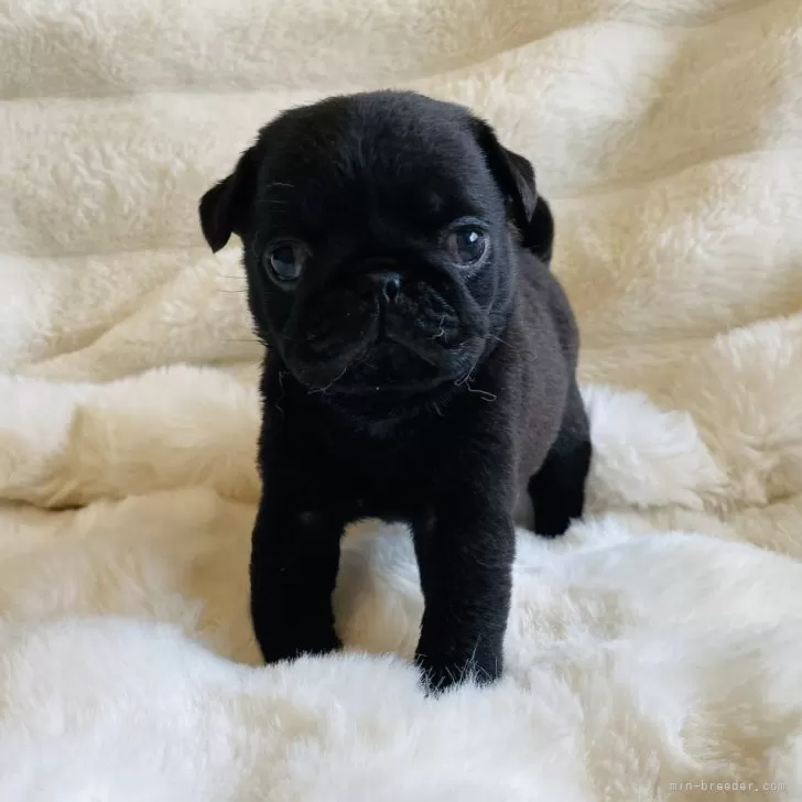 こてるさん 様のお迎えした子犬