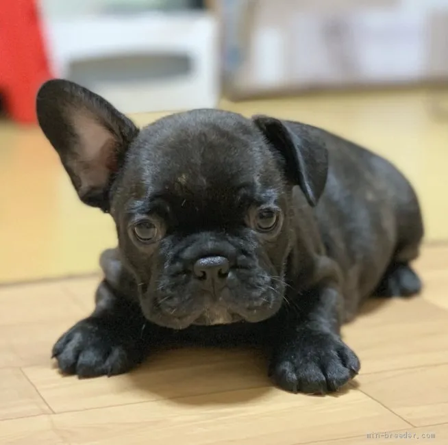 フレンチブルドッグ【香川県・男の子・2019年7月7日・ブリンドル】の写真1