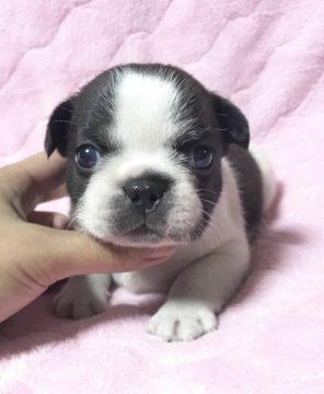 フレンチブルドッグ【香川県・男の子・2018年4月19日・パイド】の写真「女の子のように可愛い顔のパイドくん♪」