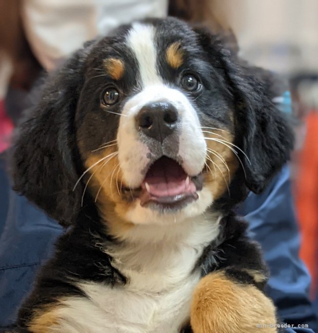 大人気の可愛いフレブルちゃん💕｜伊井　勇人(いい　はやと)ブリーダー(三重県・柴犬など・JKC/日本犬保存会/KC登録)の紹介写真2