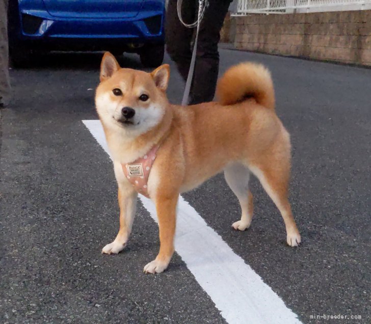 柴犬 小豆ちゃん 交配 予約に来てくれました 伊井勇人ブリーダー みんなのブリーダー