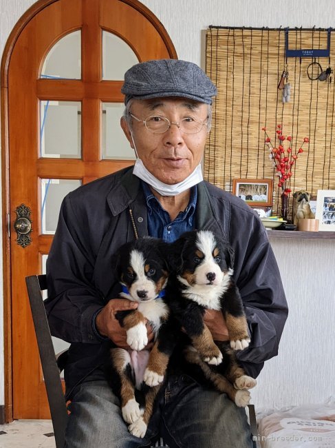 伊井勇人ブリーダーのブログ｜バーニーズマウンテンドッグ✨男の子✨新しいオーナー様㊗️決まりました🐾🎶(22.5.15)｜みんなのブリーダー