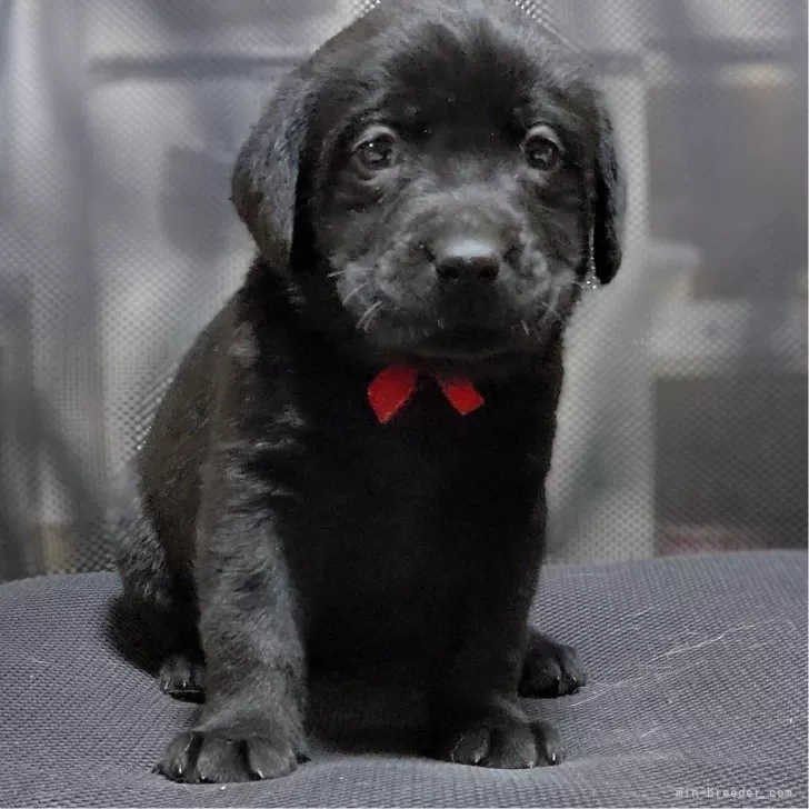 みかん 様のお迎えした子犬