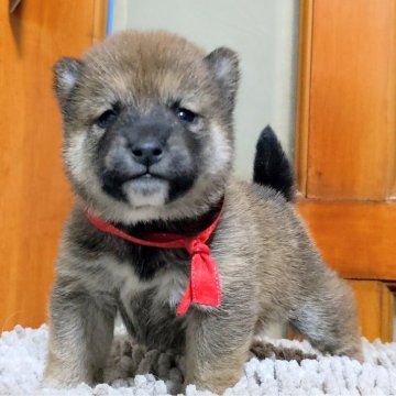 柴犬(標準サイズ)【三重県・女の子・2025年1月4日・赤】の写真「♥父犬:豆柴犬:小柄な赤柴女の子♥」