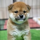 柴犬(標準サイズ)