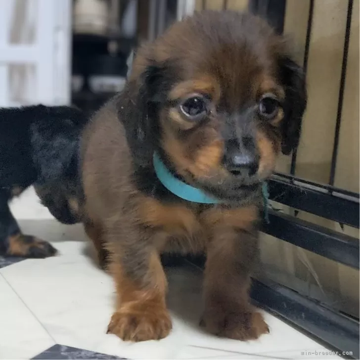 チーちゃん 様のお迎えした子犬