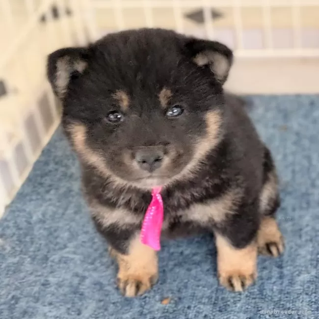 柴犬(標準サイズ)【三重県・女の子・2023年11月16日・黒】の写真1「12/19撮影！」