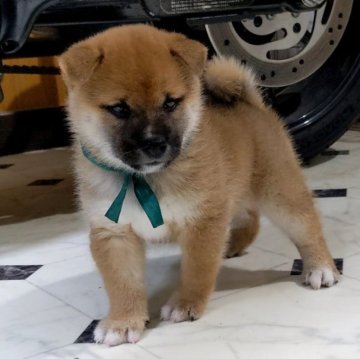 柴犬(豆柴)【三重県・男の子・2023年8月11日・赤】の写真「★親犬共に遺伝子検査クリア★共に豆柴認定犬★」