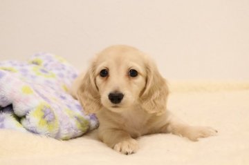 カニンヘンダックスフンド(ロング)【高知県・男の子・2018年1月10日・イエロー】の写真「父チャンピオン、美形の男の子」