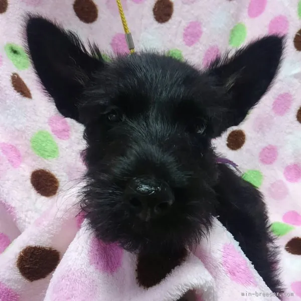 カッキー 様のお迎えした子犬