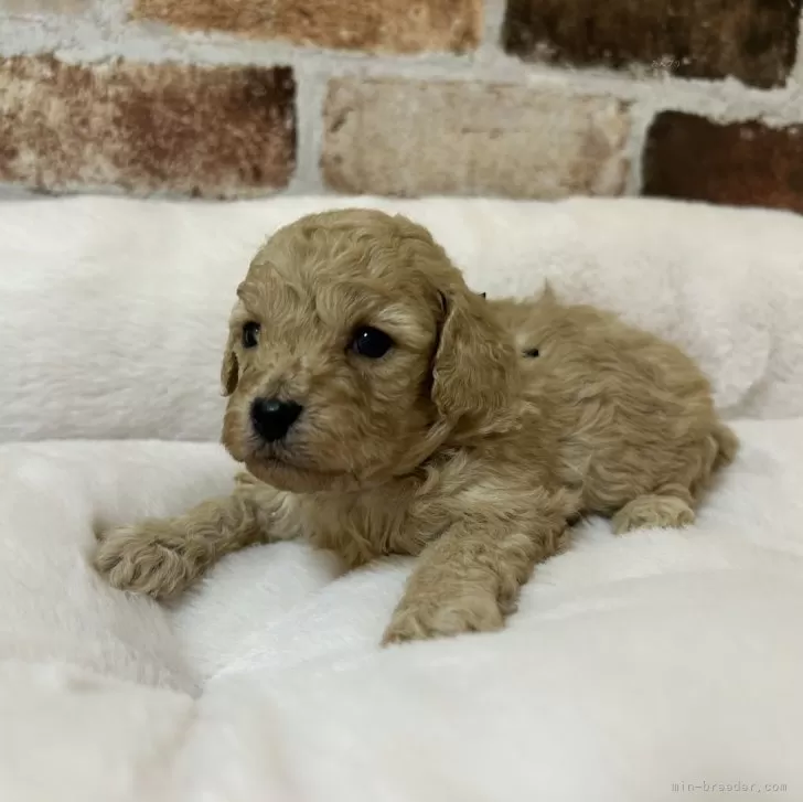 ぽむ 様のお迎えした子犬